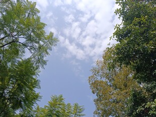 仰望蓝天绿树美景