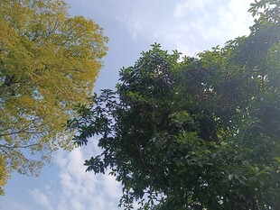 仰视绿树蓝天美景