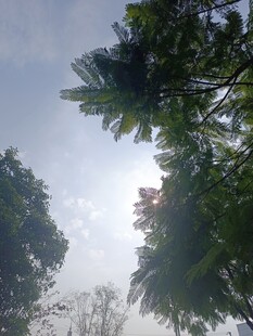 仰视茂密树林树冠