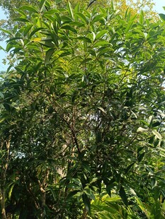 茂密绿植展现自然生机