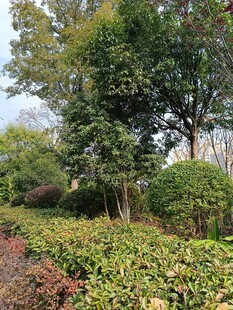 绿意盎然的园林景观