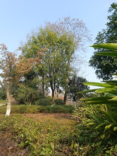 户外繁茂绿植景观