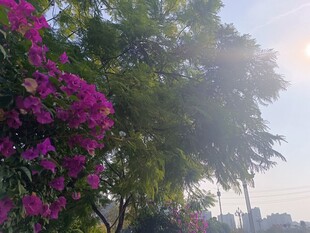 夕阳下繁花绿树美景