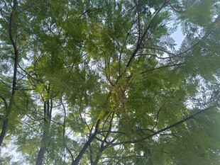 仰视繁茂枝叶的绿意