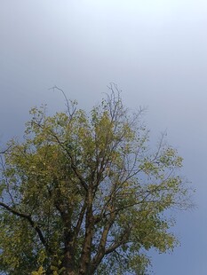 蓝天映衬下的葱郁树木