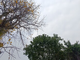 枝头黄叶与绿树相映