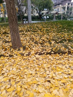 秋日树下金黄落叶美景