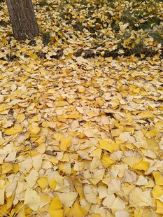 秋日银杏落叶美景