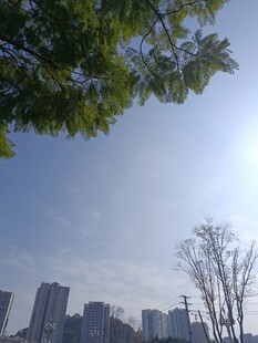 城市树梢间的晴朗天空