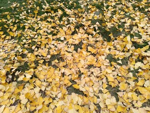 金黄落叶铺满地面的美景