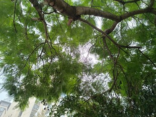 仰视繁茂绿树树冠