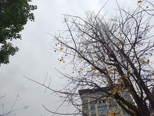 光秃树枝旁的建筑物