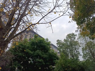 树林中的建筑一角