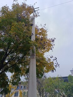 秋日街头的树木与路灯