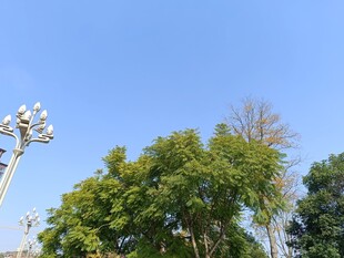 蓝天绿树旁的照明设施