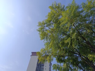 高楼旁的葱郁绿树