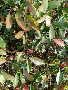 多彩叶片植物特写