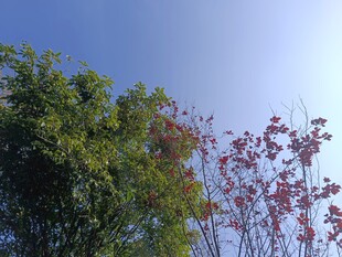 蓝天绿树红叶自然景致