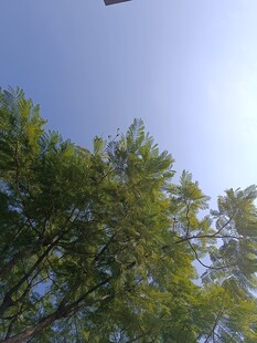 蓝天绿树间的飞行物