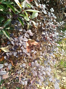 落叶覆于湿润地面景象