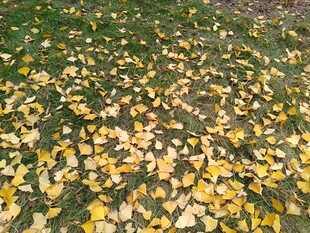 金黄落叶铺满草地