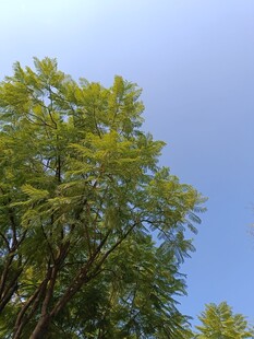 蓝天映衬下的葱郁树木