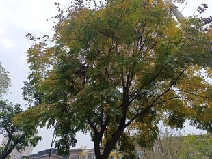 秋日繁茂树木景观