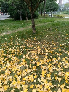 秋日落叶铺满地的公园景