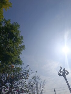 阳光下的树木与路灯