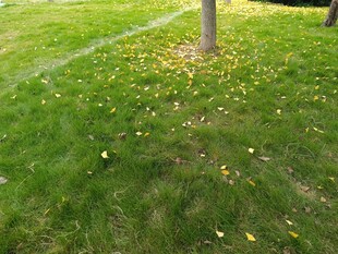 草地旁的树干与散落黄叶