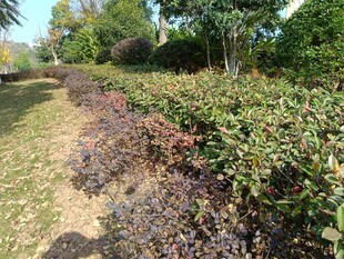 多彩灌木丛景观