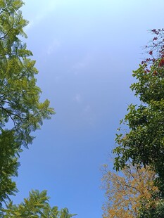 仰望蓝天绿树