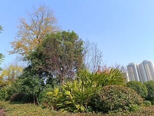 城市中的绿植景观