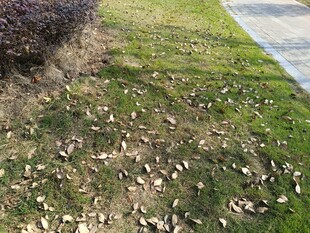 路边草地散落枯叶景象
