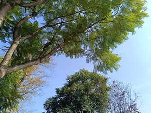 蓝天绿树间的自然景致