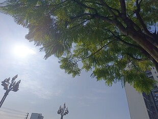 阳光下的绿树与城市路灯