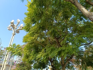 绿树蓝天间的高耸灯杆