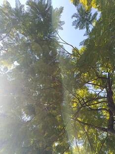 阳光穿透树林的美好景象