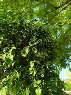 繁茂绿叶覆盖的葱郁树木