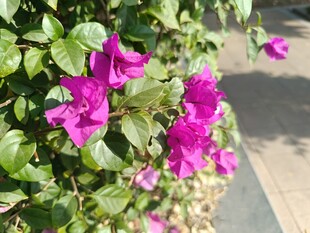 娇艳三角梅绽放于绿叶间