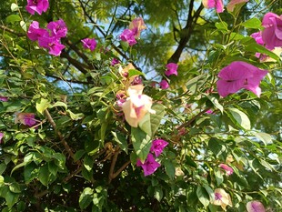 绽放的多彩花卉景观