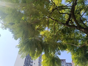 阳光下的繁茂绿树