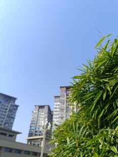 城市绿植与高楼景观