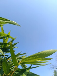 蓝天映衬下的翠绿竹叶