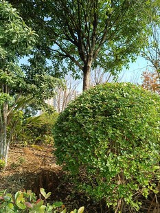 绿意盎然的园林景观