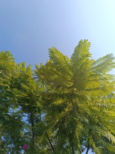 阳光下的葱郁树木