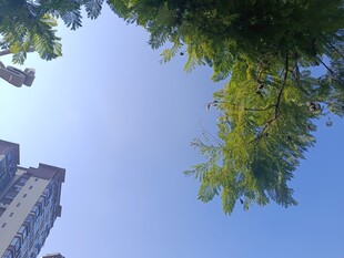 仰视绿树与高楼