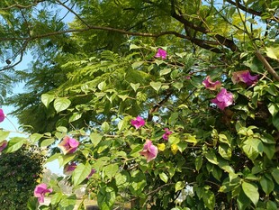 绿叶间绽放的娇艳花朵