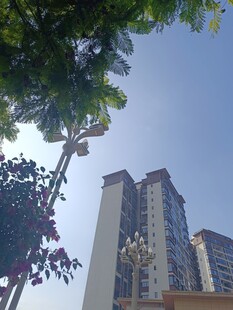 城市高楼与绿树相映