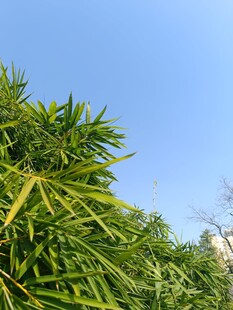 翠绿竹叶映蓝天